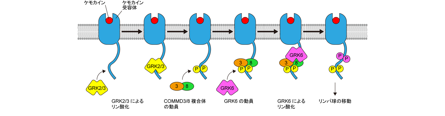 COMMD3+8 mechanism_Jp_2.png