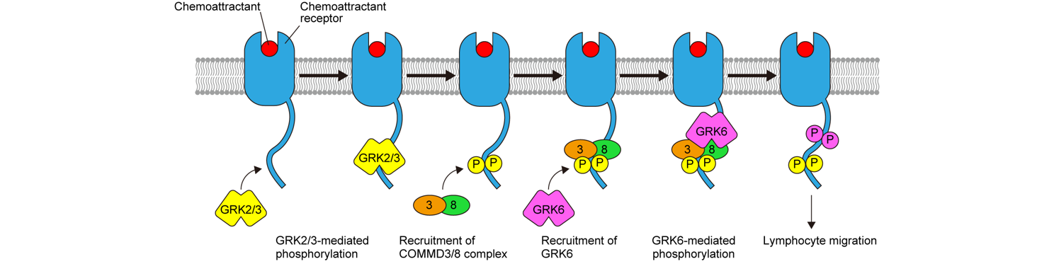 COMMD3+8 mechanism_En_2.png